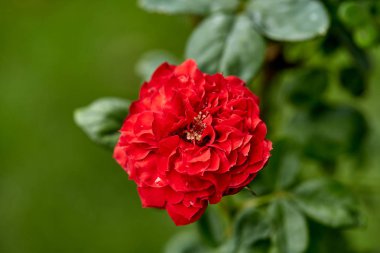 Bahçede Kırmızı Çiçekli Bitki Yakın Çekim