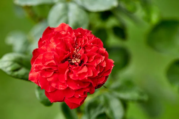 Primo piano della pianta da fiore rossa nel giardino — Foto Stock