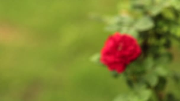 Belle Rose Rouge Gros Plan Dans Jardin — Video