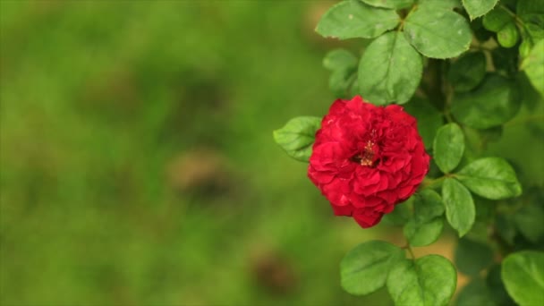 Hermosa Rosa Roja Cerca Jardín — Vídeos de Stock