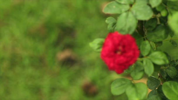 Hermosa Rosa Roja Cerca Jardín — Vídeos de Stock