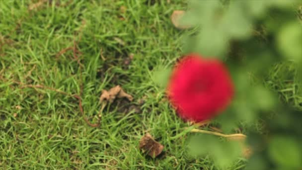 Belle Rose Rouge Gros Plan Dans Jardin — Video