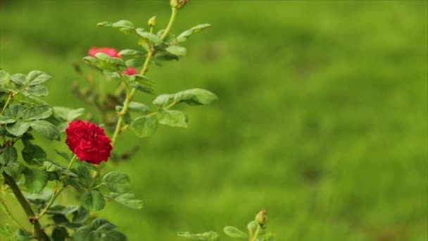 Belle Rose Rouge Gros Plan Dans Jardin — Video