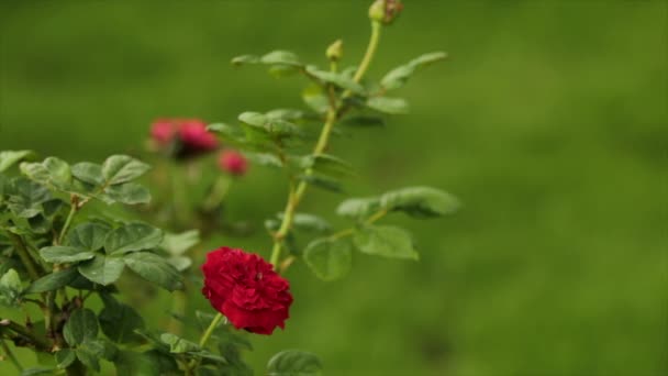 Belo Close Vermelho Rosa Jardim — Vídeo de Stock