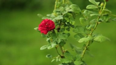 Güzel yakın çekim kırmızı gül Bahçede