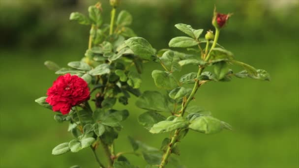 Красива Крупним Планом Червона Троянда Саду — стокове відео