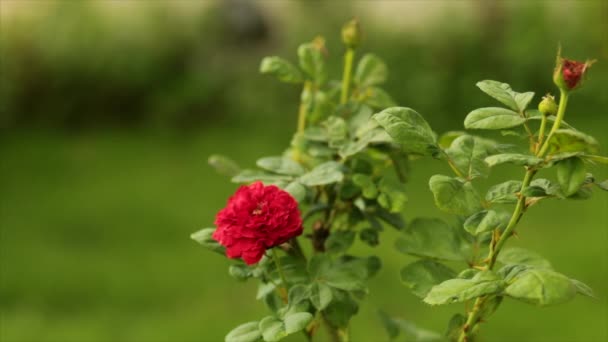 Belle Rose Rouge Gros Plan Dans Jardin — Video