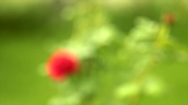 Hermosa Rosa Roja Cerca Jardín — Vídeo de stock