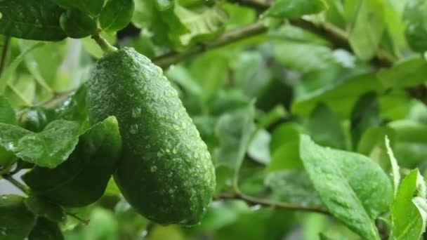 Green Lemon Garden Rain Morning Hobby Ideas Copy Space Text — Stock Video