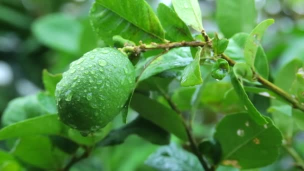 绿色柠檬在花园雨后在早上爱好的想法 复制文本空间 — 图库视频影像