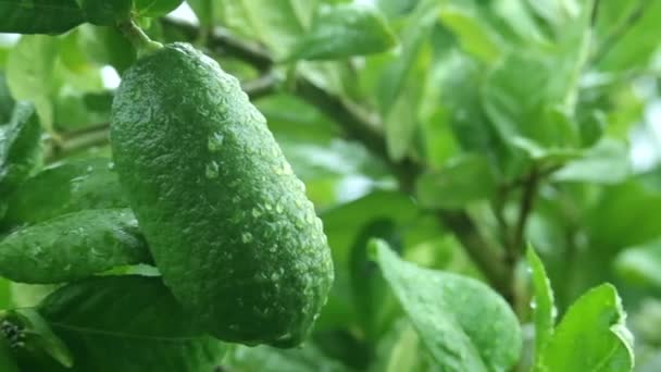 Limão Verde Jardim Após Chuva Pela Manhã Hobby Ideias Espaço — Vídeo de Stock