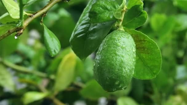 Limão Verde Jardim Após Chuva Pela Manhã Hobby Ideias Espaço — Vídeo de Stock