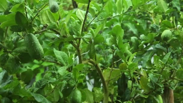 Limão Verde Jardim Após Chuva Pela Manhã Hobby Ideias Espaço — Vídeo de Stock