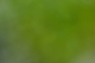 Yeşil doğa arka planının soyut bulanıklığı.