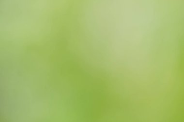 Yeşil doğa arka planının soyut bulanıklığı.