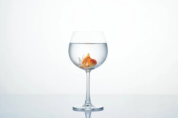 물 와인 잔에서 움직이는 작은 금붕어 — 스톡 사진