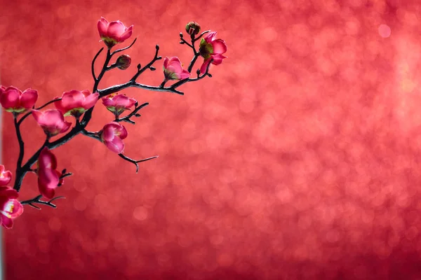 Ano Novo Chinês 2020 Flores flor de ameixa no vermelho — Fotografia de Stock