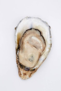 Beyaz arka planda yarım kabuklu istiridye, çiğ deniz ürünleri.
