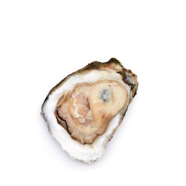 Beyaz arka planda yarım kabuklu istiridye, çiğ deniz ürünleri.