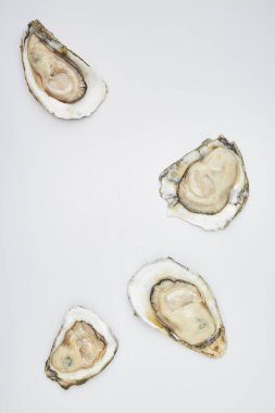 Beyaz arka planda yarım kabuklu istiridye, çiğ deniz ürünleri.