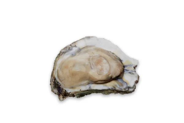 半壳牡蛎 白色底色 生海鲜 — 图库照片