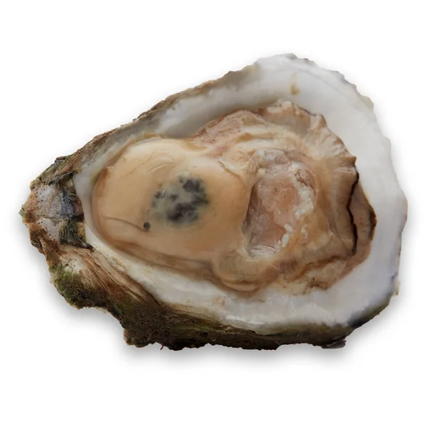 Huître Demi Coquille Sur Fond Blanc Fruits Mer Crus — Photo