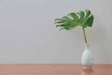 Vazoda Monstera yaprağı olan boş bir duvar. Masa tahtasının üzerinde. Kapalı bitki modeli.
