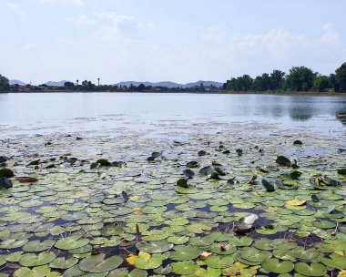 Soyut manzara Asyalı Lotus Tayland 'daki gölde yetişir.