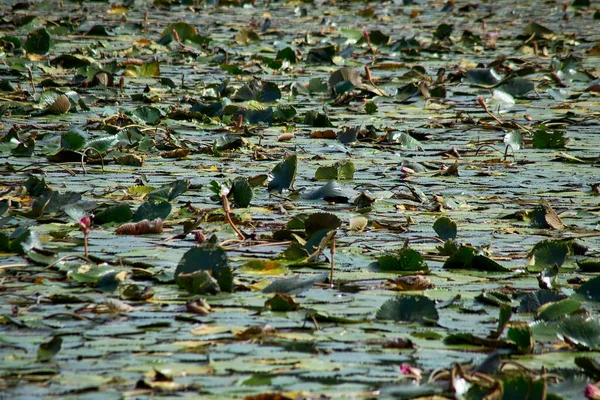 Abstrakte Landschaft Asiatischer Lotus Wächst See Bei Thailand — Stockfoto