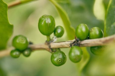 Kahve dallarındaki olgunlaşmamış kahve çekirdeklerini, organik tarım bitkilerini kapatın.