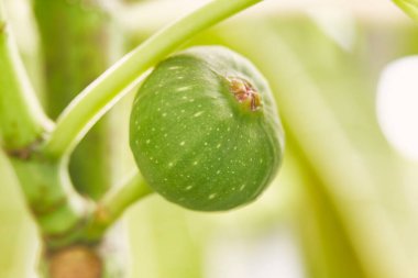 Tayland 'daki organik bahçede yakın plan yeşil incir ağacı, 