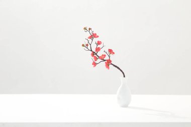 Beyaz arka planda beyaz vazoda pembe kiraz dalı
