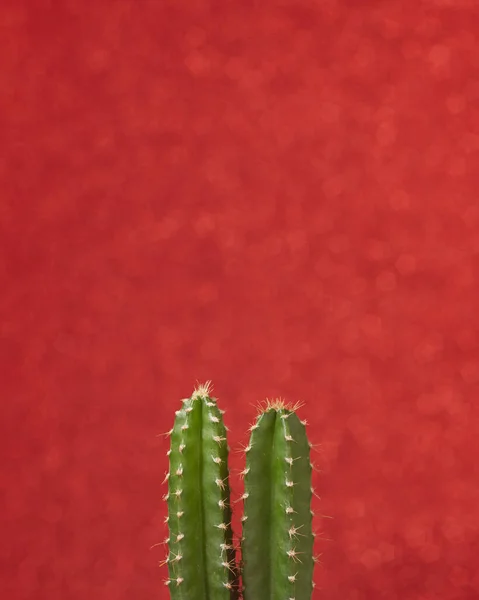 Closeup Verde Little Cactus Planta Uma Parede Fundo Cor Vermelha — Fotografia de Stock
