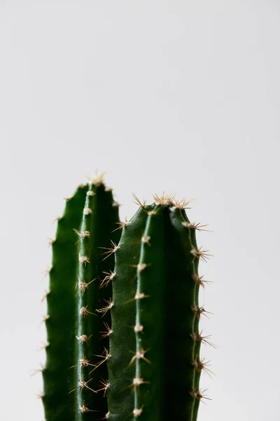 Minimal Green Cactus Pot Isolated White Background — Stock Photo, Image