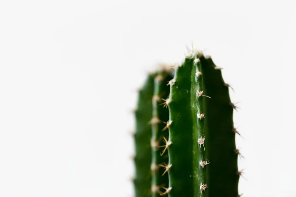 Minimalne Zielone Kaktusy Garnku Izolowane Białym Tle — Zdjęcie stockowe