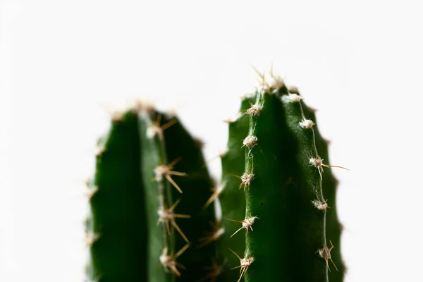 Minimal Green Cactus Pot Isolated White Background — Stock Photo, Image