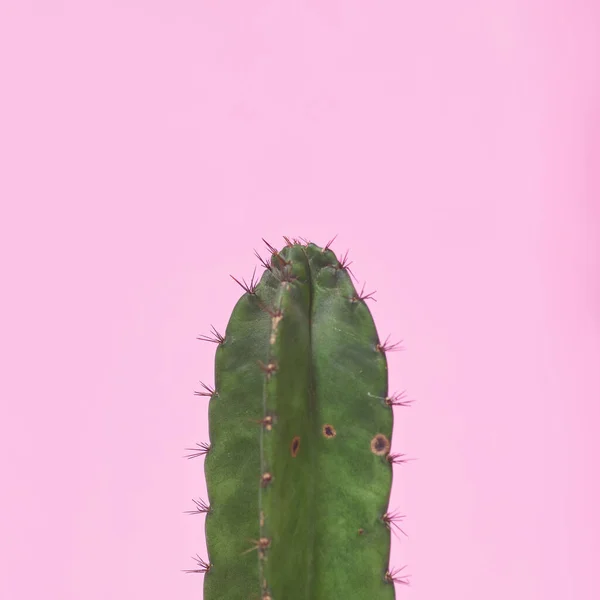 Closeup Green Cactus Pastel Pink Background — Stock Photo, Image