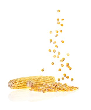 maize grains and cobs on white background clipart