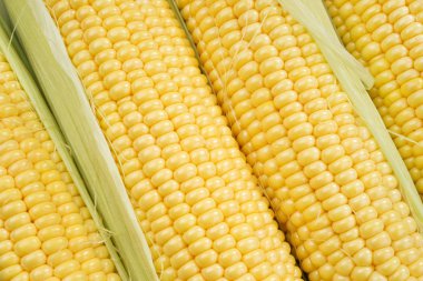 Mısır koçanları Whit yeşil yaprakları