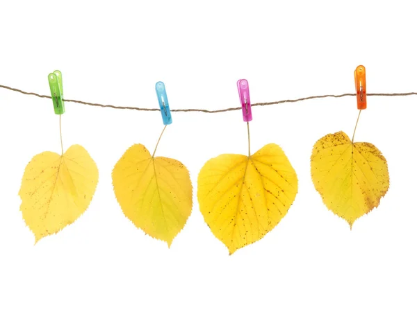 Autumn Leaves Clothes Pegs Isolated White — Stock Photo, Image