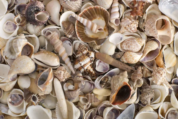 Sea Shells Background Close — Stock Photo, Image