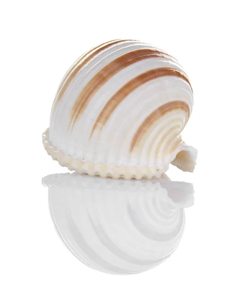 Seashell Izolované Bílém Pozadí — Stock fotografie