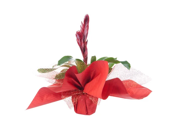 Blomma Kruka Isolerad Vit Vriesea Splendens — Stockfoto