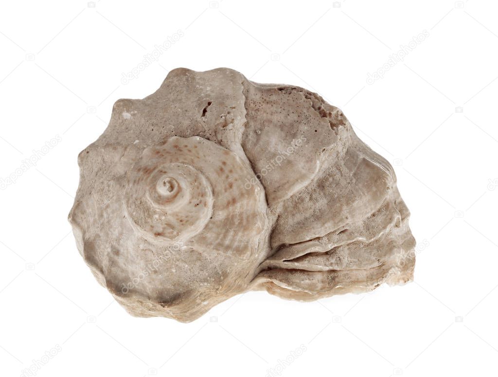 Sea shell isolated on white 