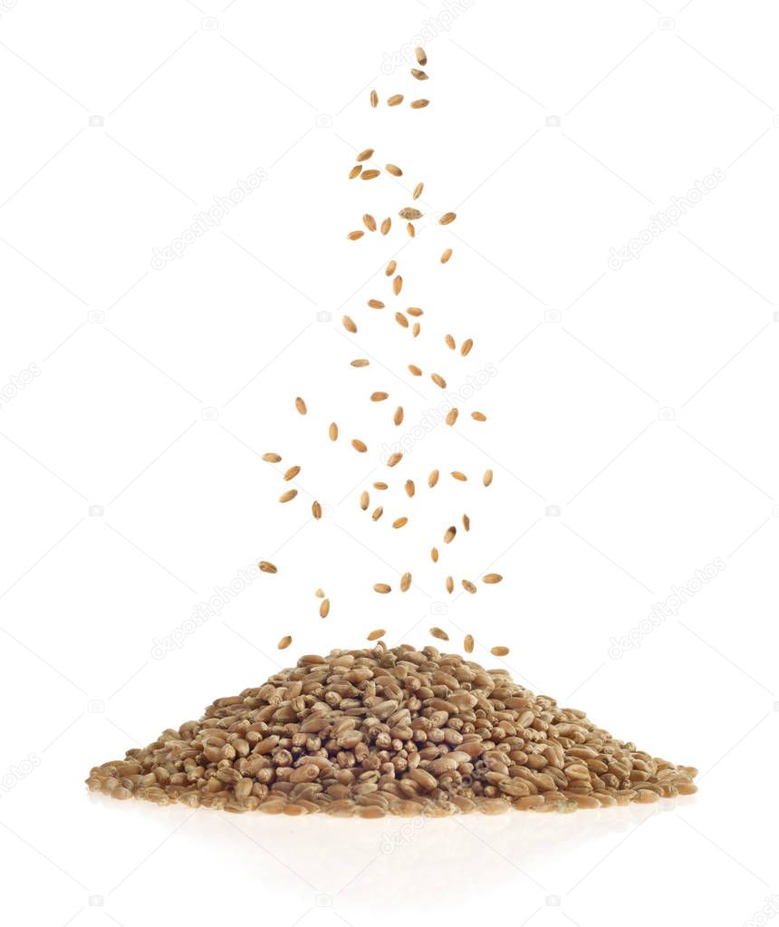wheat grains on white background