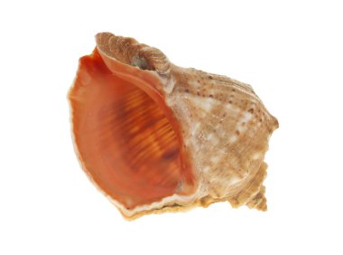 deniz kabuğu beyaz üzerine izole 