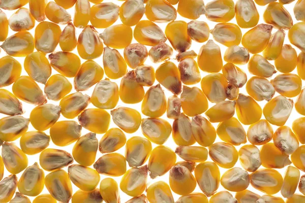 Зерна Кукурузы Заднем Плане Крупным Планом — стоковое фото