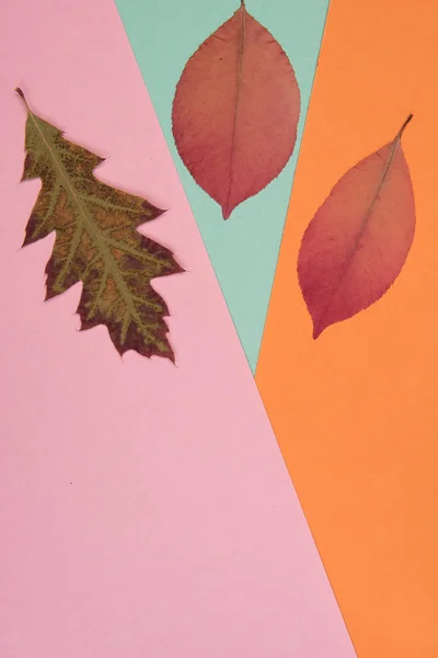 Осенний Красочный Фон Местом Текста — стоковое фото