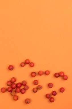 Ntural elemanları ile sonbahar renkli arka plan