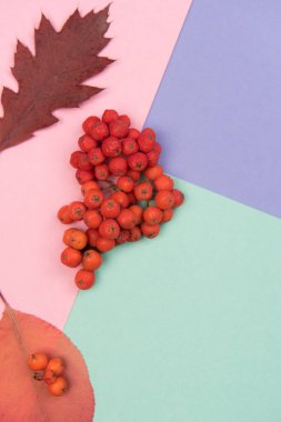 Ntural elemanları ile sonbahar renkli arka plan